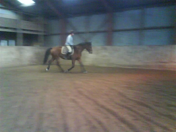 Dansk Varmblod Ranatha Girl billede 15