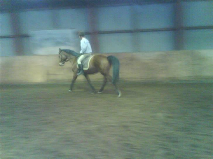 Dansk Varmblod Ranatha Girl billede 16