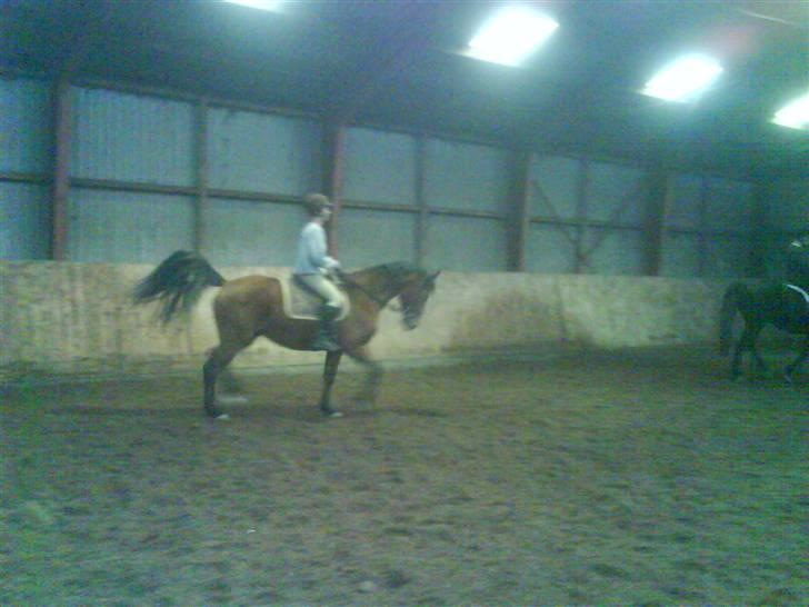 Dansk Varmblod Ranatha Girl billede 17