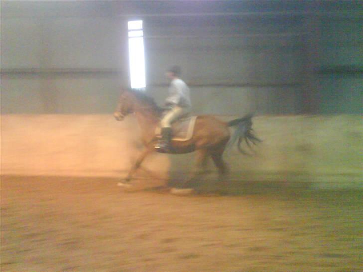 Dansk Varmblod Ranatha Girl billede 18