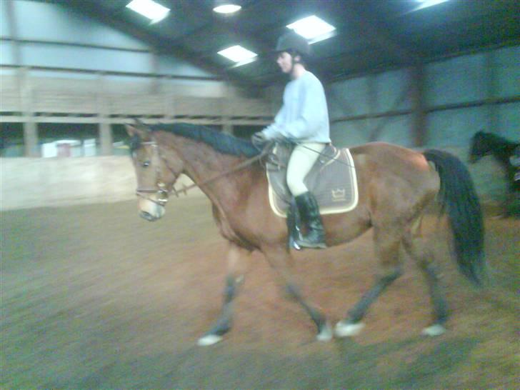 Dansk Varmblod Ranatha Girl billede 19