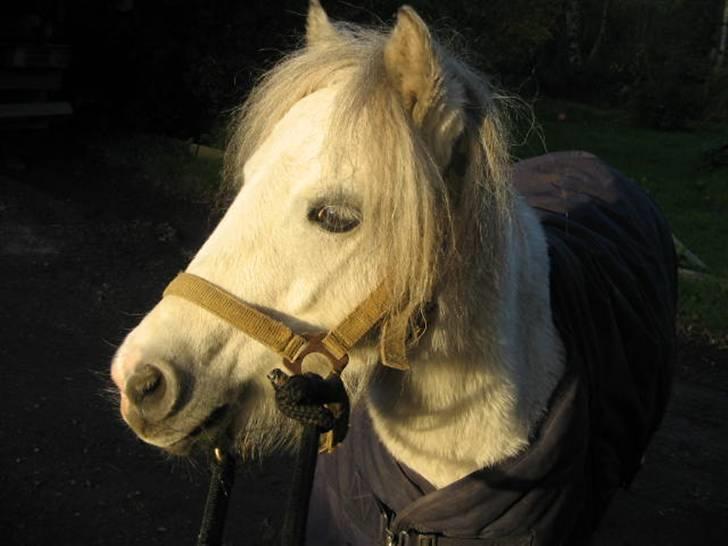 Shetlænder Munik (Solgt) billede 16