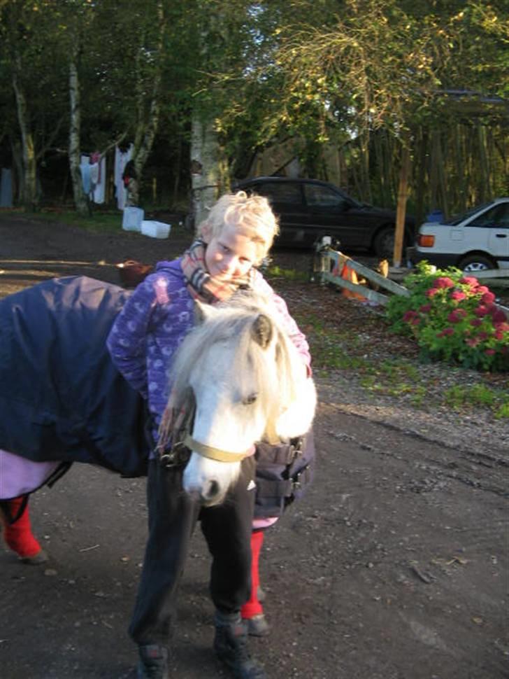 Shetlænder Munik (Solgt) billede 17