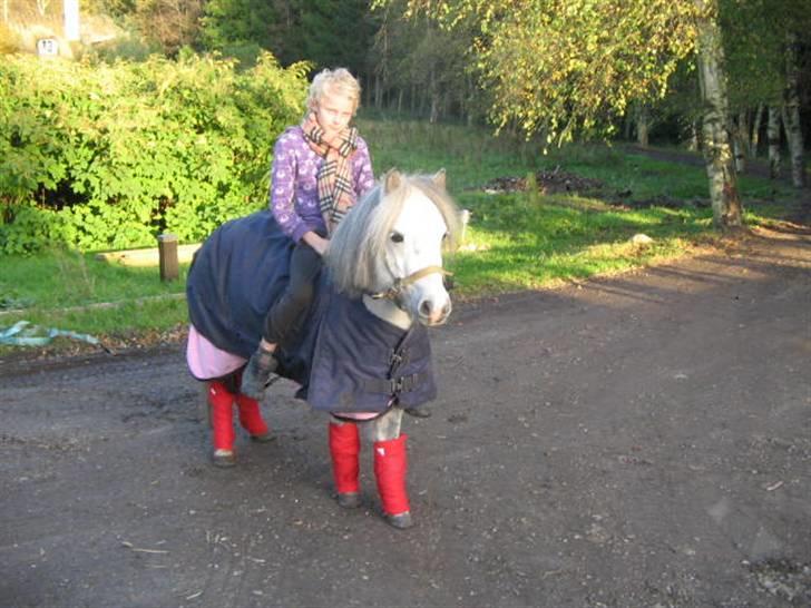 Shetlænder Munik (Solgt) billede 18