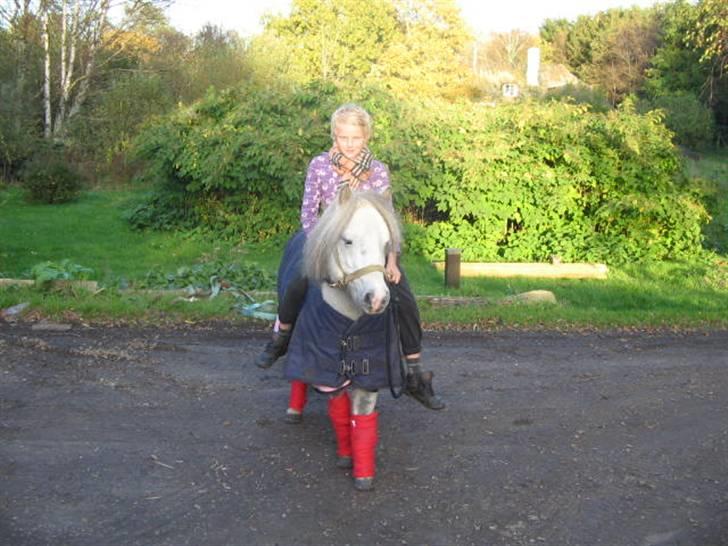 Shetlænder Munik (Solgt) billede 19