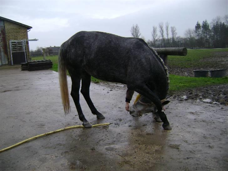 Anden særlig race Miss Flicka - det var godt du kan neje for louise ( foto louise b ) billede 2