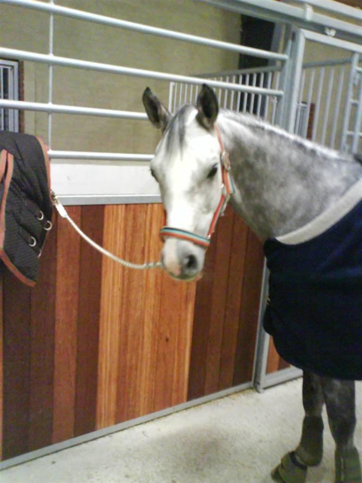 Arabisk fuldblod (OX) Rashid ox R.I.P. - Rashid<33 billede 11