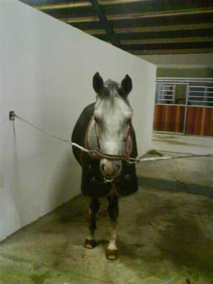 Arabisk fuldblod (OX) Rashid ox R.I.P. - Smukke Rashid elsker dig<33 billede 12