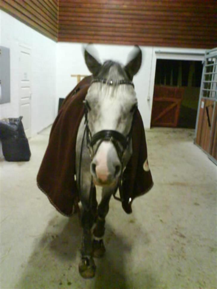 Arabisk fuldblod (OX) Rashid ox R.I.P. - smukke  billede 13