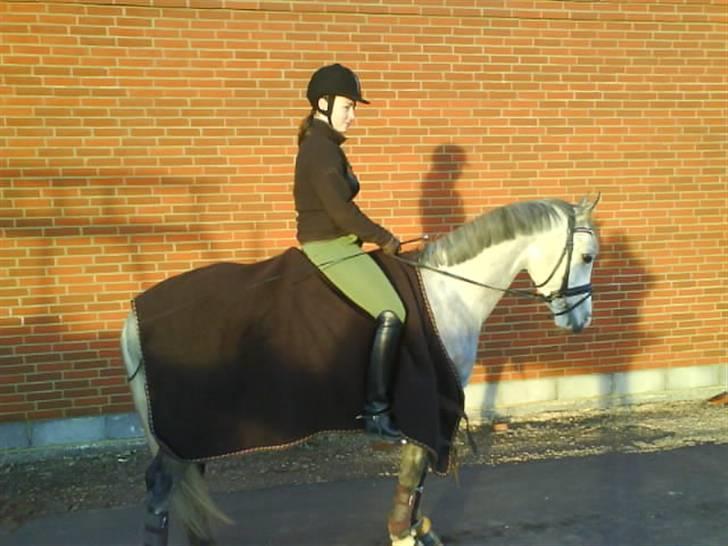 Arabisk fuldblod (OX) Rashid ox R.I.P. - en dejlig vinterdag:) billede 14