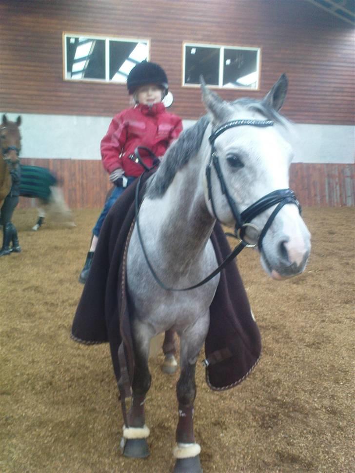 Arabisk fuldblod (OX) Rashid ox R.I.P. - mille pigen får lige en tur;) billede 15