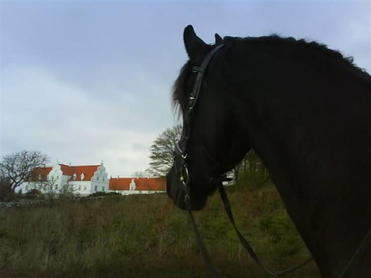 Frieser Helga H. *SOLGT - Velkommen til Helga´s profil. :) billede 1