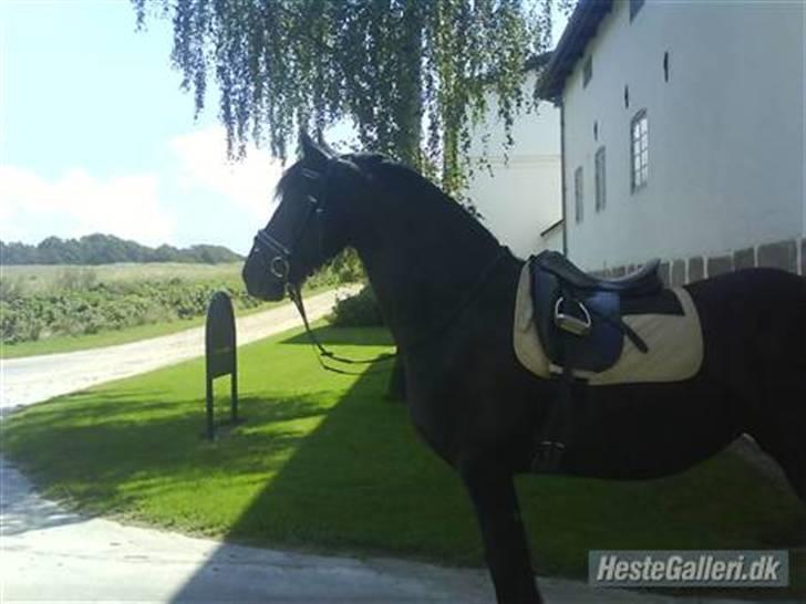 Frieser Helga H. *SOLGT billede 6