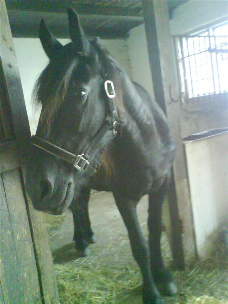 Frieser Helga H. *SOLGT - Helga i stalden. :)  billede 7