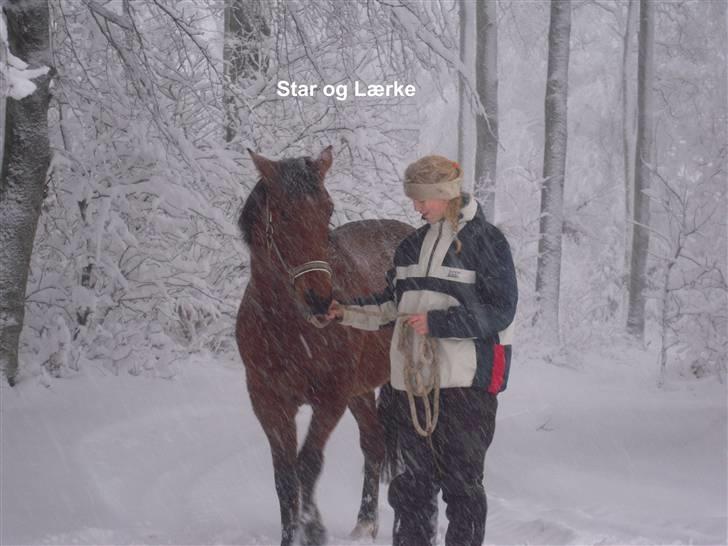 Traver Surprise Star  - Snevejr :) billede 6