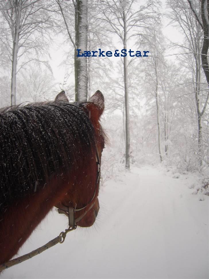Traver Surprise Star  - Snevejr <3 billede 12
