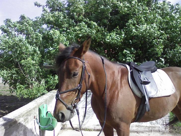 Traver Surprise Star  - Så skal vi ud og ride <33 billede 16