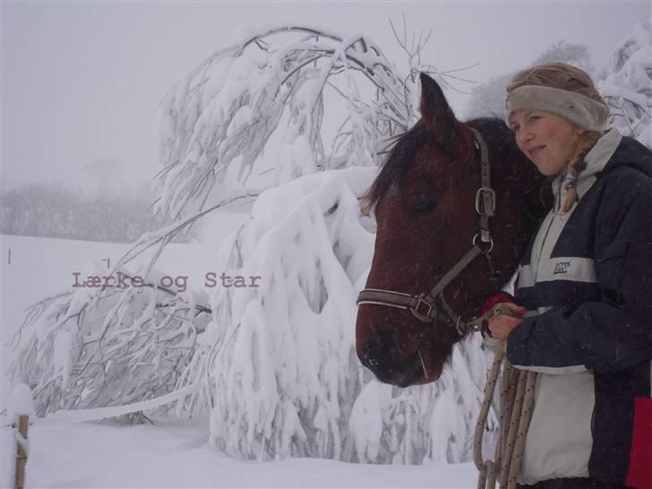 Traver Surprise Star  - Snevejr <3 billede 17