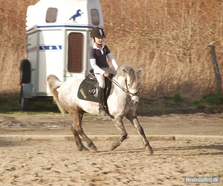 Welsh Pony af Cob-type (sec C) Rico - Galop (: billede 15