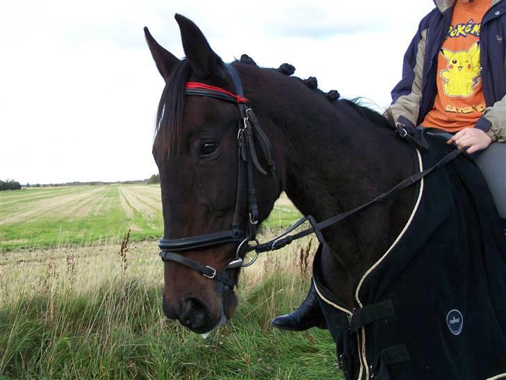 Traver Thor Holmager [R.I.P] - Taget af: Dorte Jensen/Grønvang foto(mig) billede 21