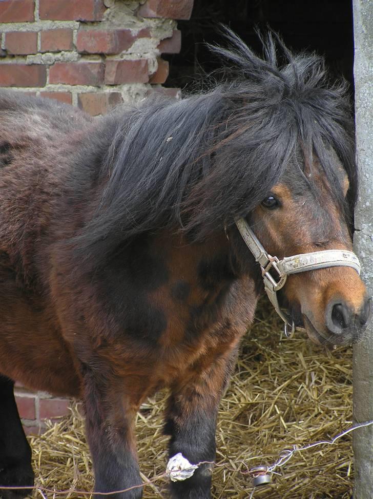 Anden særlig race Little Bandit billede 9