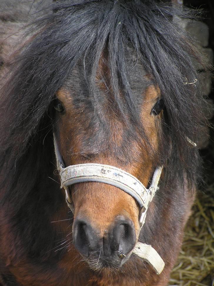 Anden særlig race Little Bandit billede 10