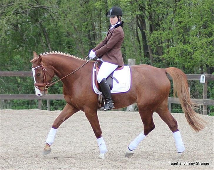 Dansk Varmblod Paragraff billede 9