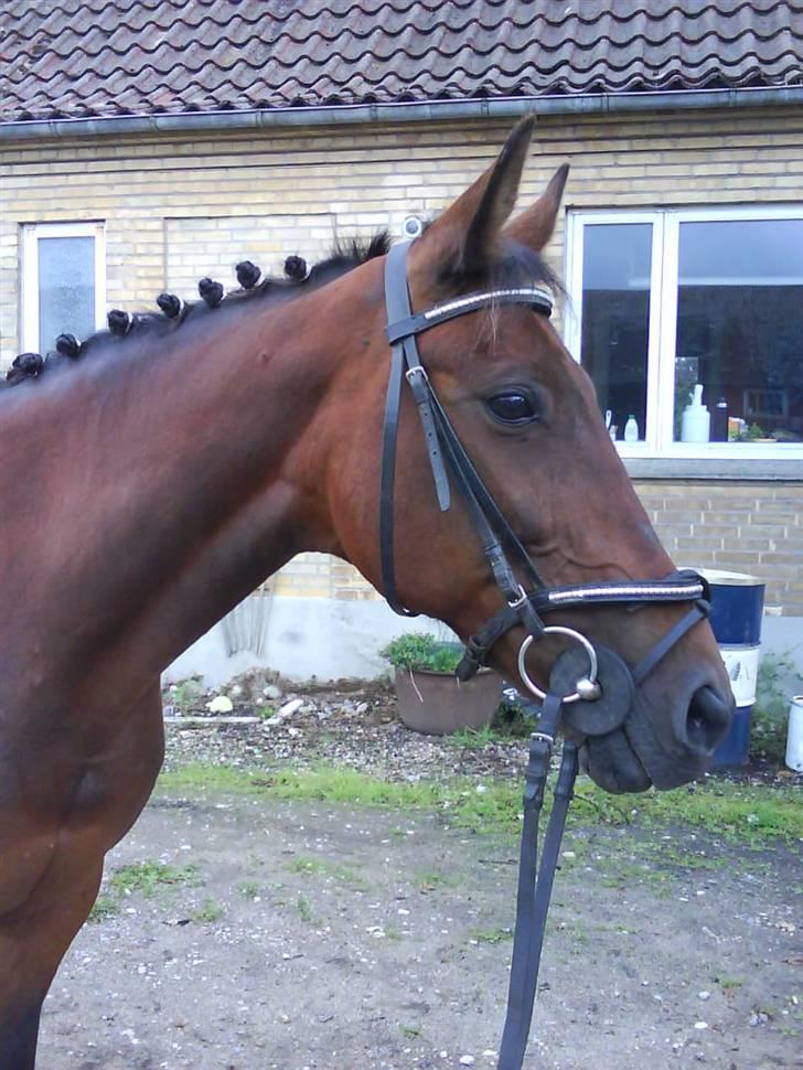 Fuldblod (XX) Star Light [R.I.P] - Smukke  billede 4