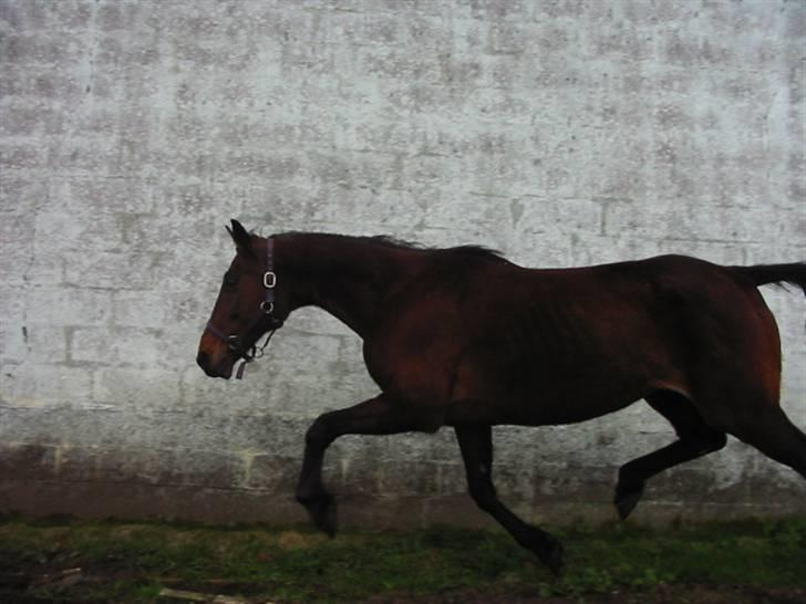 Fuldblod (XX) Star Light [R.I.P] - Starlight som Spor hund billede 5