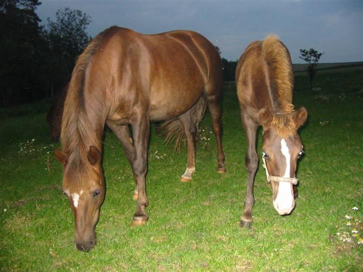 New Forest Fjordglimts Sunstar <3 - Sunstar og hendes mor på fold <3 billede 3