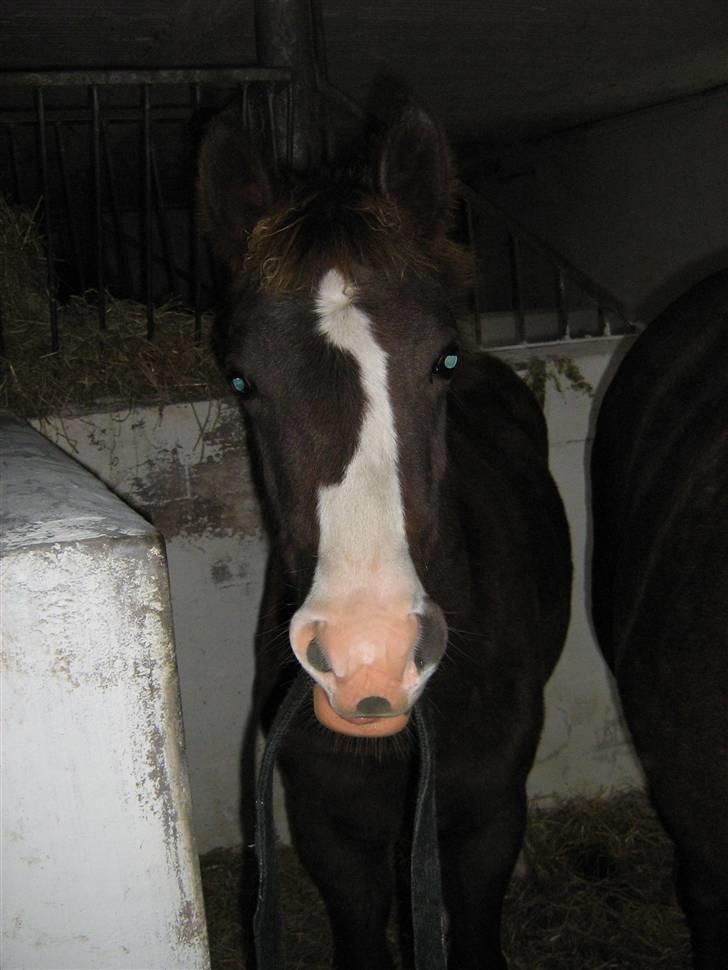 New Forest Fjordglimts Sunstar <3 - Jeg har ik taget noget :D Hehe - hun er en lille frækkert billede 5