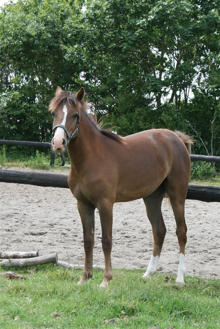 New Forest Fjordglimts Sunstar <3 - Sunstar portræt <3 foto: mig billede 8