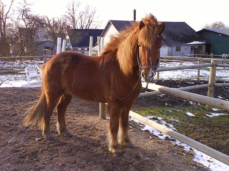 Islænder Skolli f. Ryethøj *RIP* - 9) JEG ELSKER DIG MINSKAT billede 9