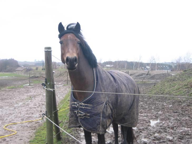 New Forest Kærgaardens Cayenne - I vinters, på Suså <3 næsten lige fået hende (: Foto: mig. billede 18