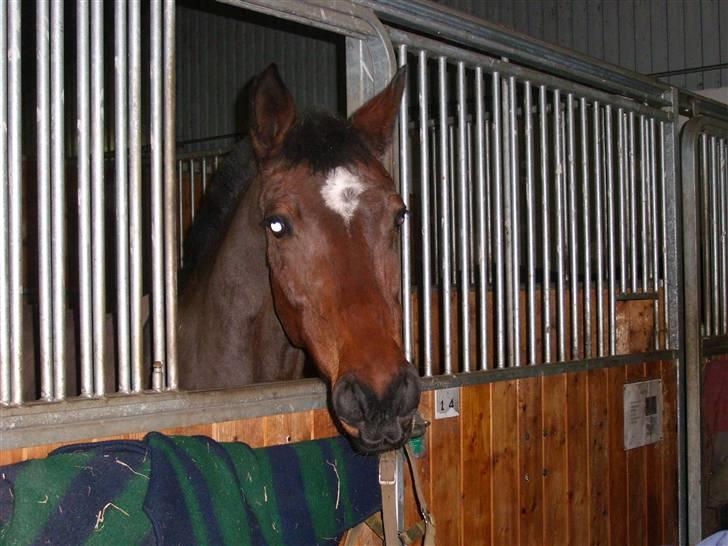 Anden særlig race Medoris billede 1