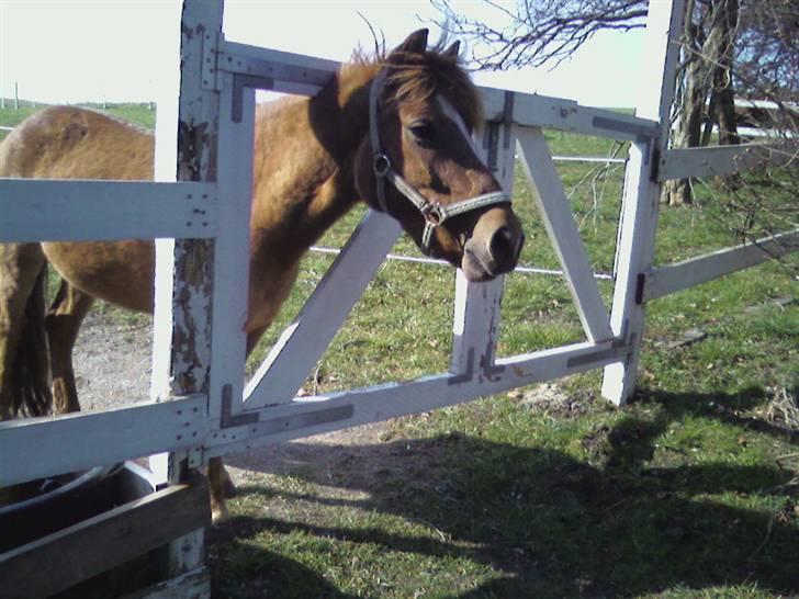 Anden særlig race Cosmo SOLGT - Græsset er grønnere på den anden side  billede 8