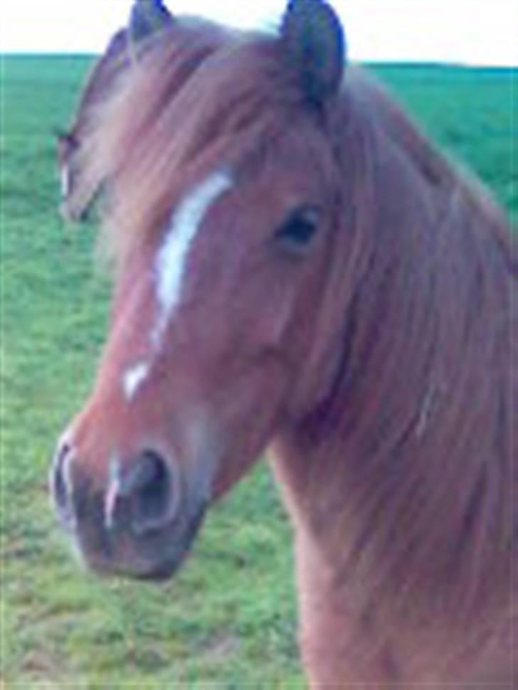 Anden særlig race Cosmo SOLGT billede 9