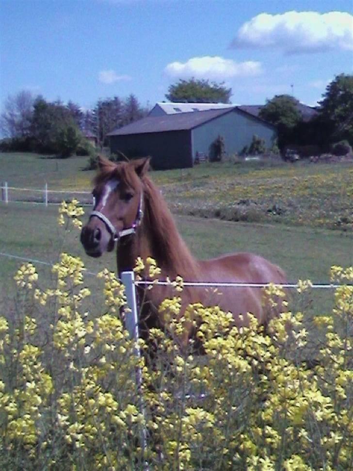 Anden særlig race Cosmo SOLGT billede 10