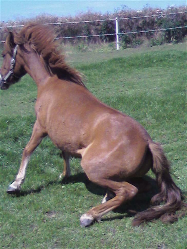 Anden særlig race Cosmo SOLGT billede 12