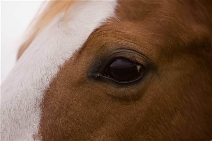 Anglo Araber (AA) Lille Daugårds Hekla <33 billede 1