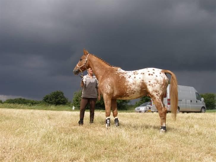 Appaloosa Pablo " solgt :(" - flotte<3 billede 5