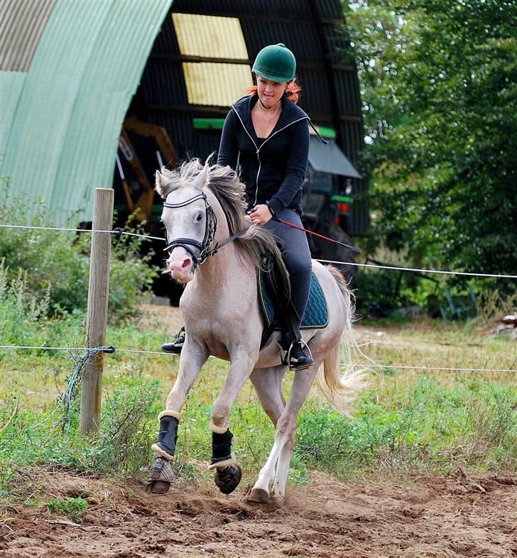 Sportsaraber (A) † Shalom E'jaaz - SOLGT †  - 9 gang med rytter - første gang tempo på galoppen :-) billede 7