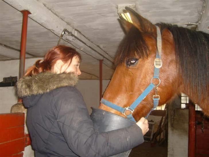 Trakehner anicho - dette det det sidste af min dreng anicho billede 1