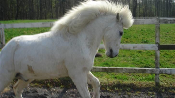 Islænder sindri fra gl.ladegård - her er han ign ^^ med sin fine grime ^^ billede 14