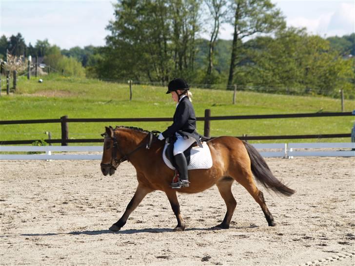 Anden særlig race Dipsi *på pansion* - mit ynlings billed (Elsker det) vi kom på en 5.plads det var midt første stævne<33 billede 2