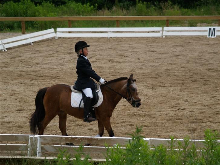 Anden særlig race Dipsi *på pansion* - Dipsi: Lc2 igen. på udebanen  billede 3