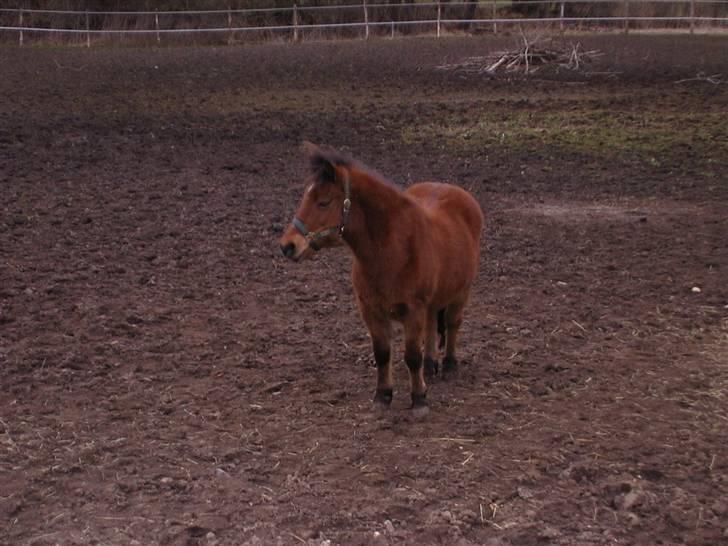 Anden særlig race Dipsi *på pansion* - Dipsi på jord fold om efteråret  billede 4