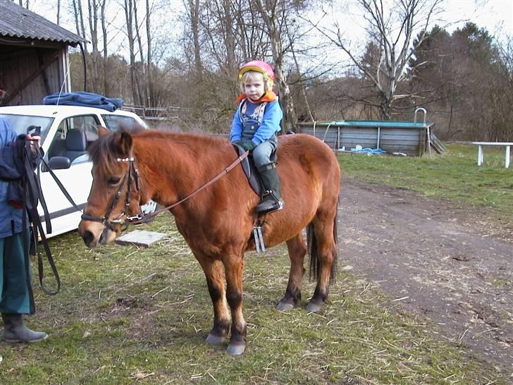 Anden særlig race Dipsi *på pansion* - migg som lille på min lille Dipsi billede 5