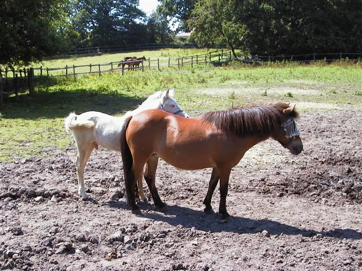 Anden særlig race Dipsi *på pansion* - min lille Dipsi på fold om sommeren  billede 6