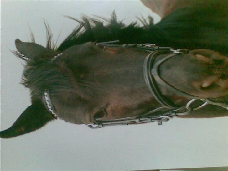 Dartmoor Oliver (Solgt) billede 8